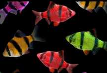 Барбус glofish (зелёный, красный,жёлтый)