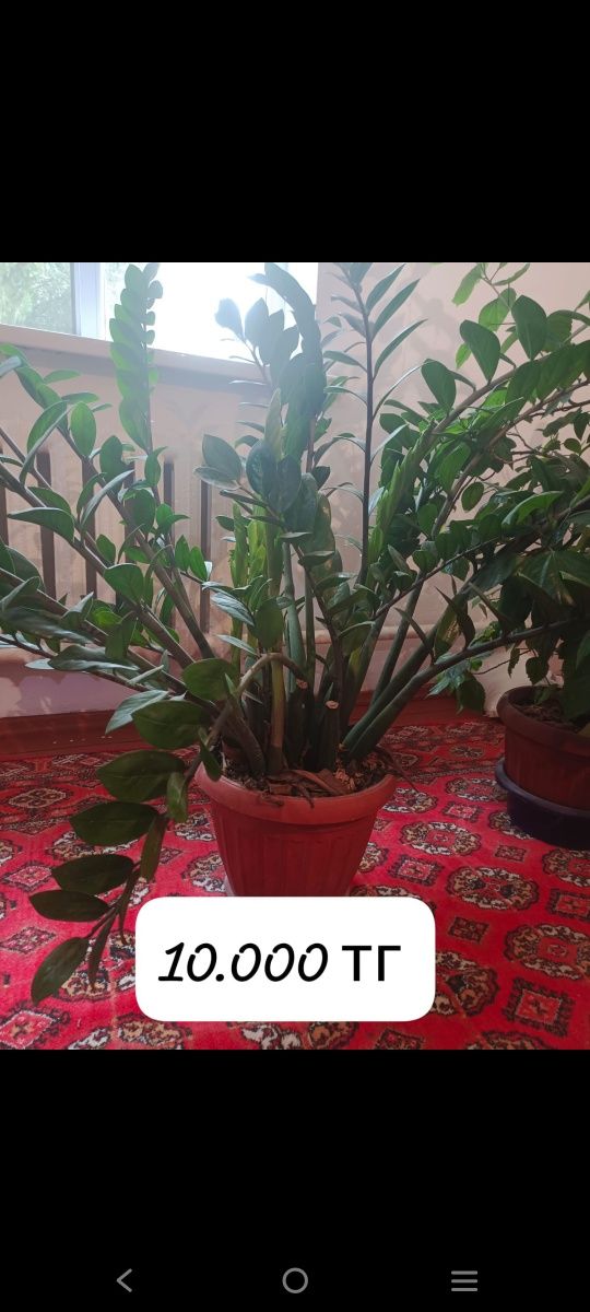 Гүл сатылады. Цветы продаю. Комнатные цветы