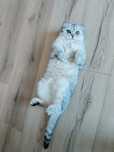 Котёнок веслоухий