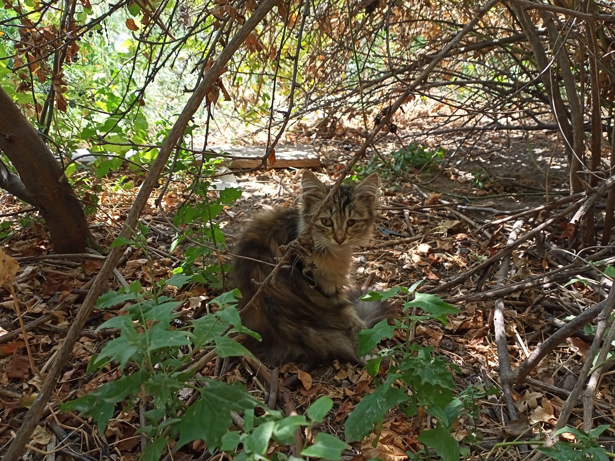 Котята бесплатно,в хорошие руки