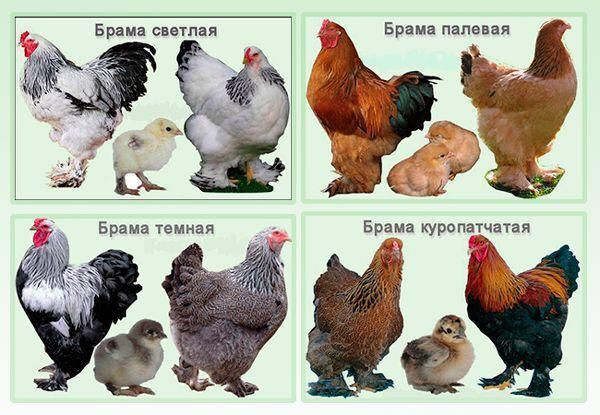 Чистопородная Брама 6 видов,Яйца