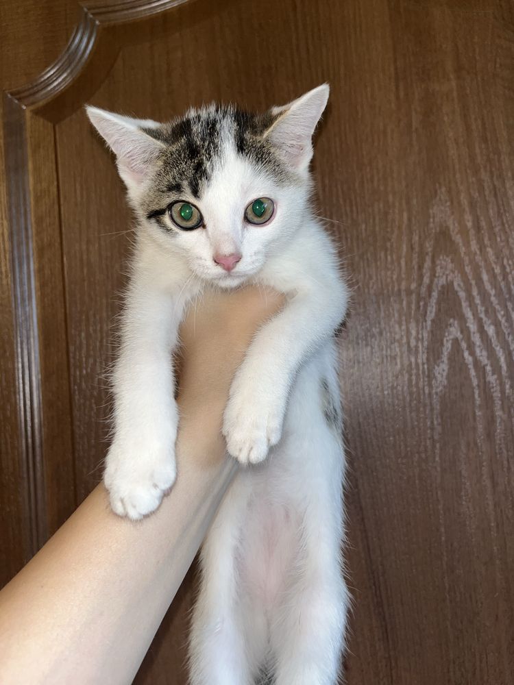 Отдаём котёнка-чемпиона, один кот — тонна позитива!