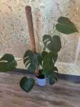Монстеры Monstera Deliciosa до 1м большие и детки. Ухоженные, здоровые