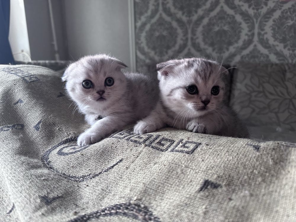 Продам Вислухих британцев короткошорстнных