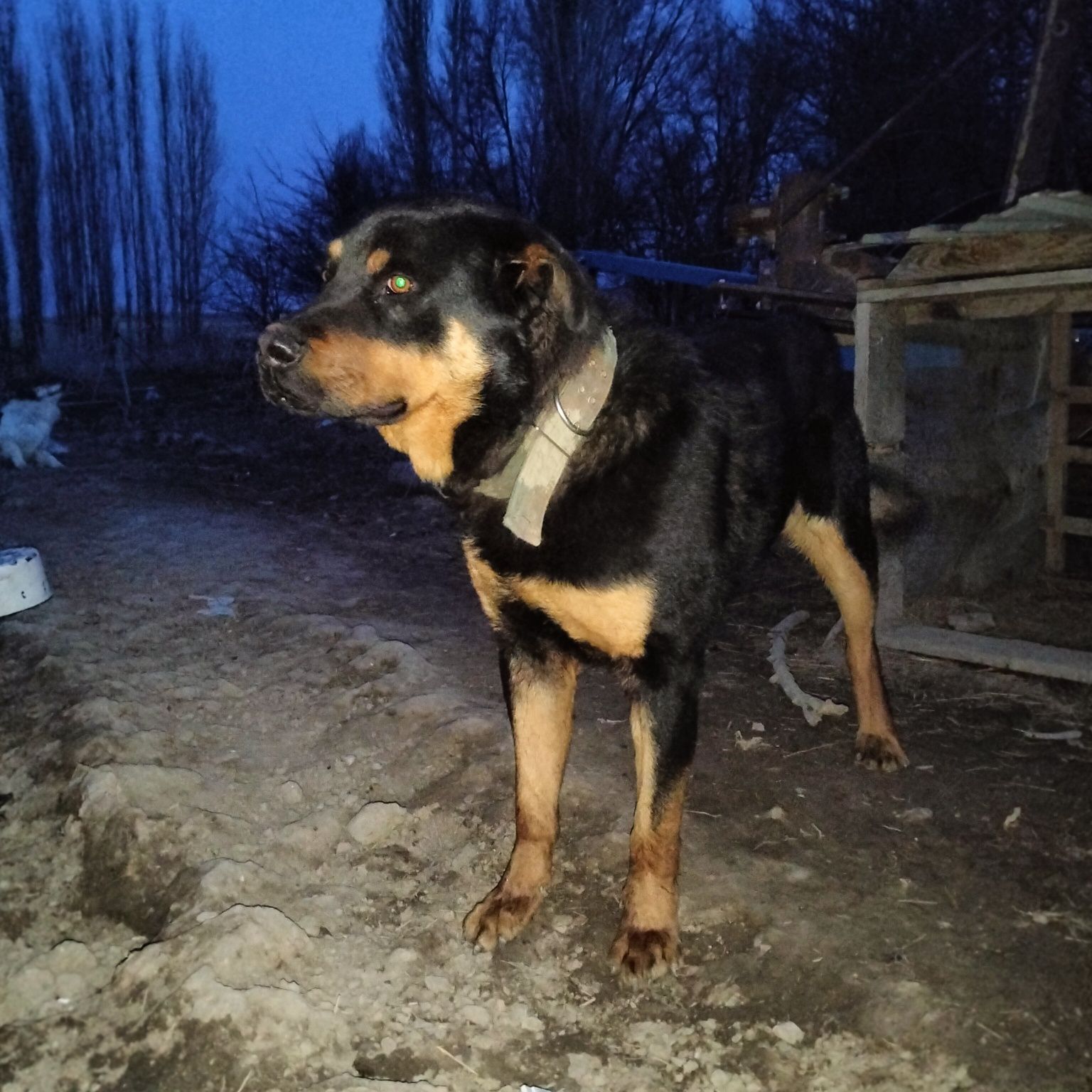 Собака ротвейлер