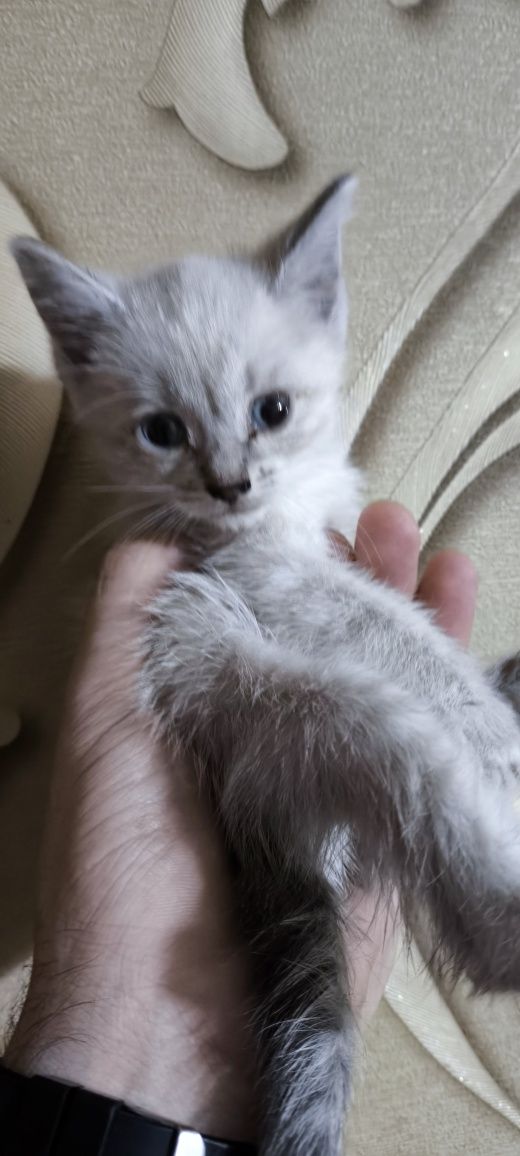 Отдам котят в хорошие руки
