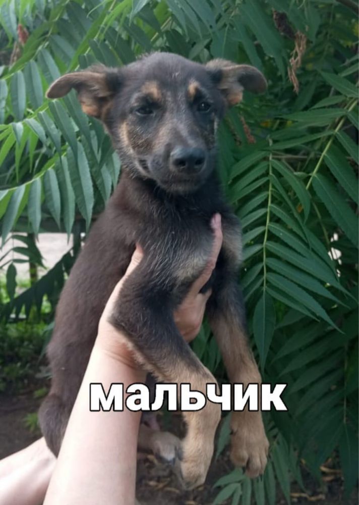Щенки в добрые руки