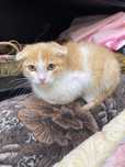 Котенок мальчик ищет дом! Костанай! Привезем!