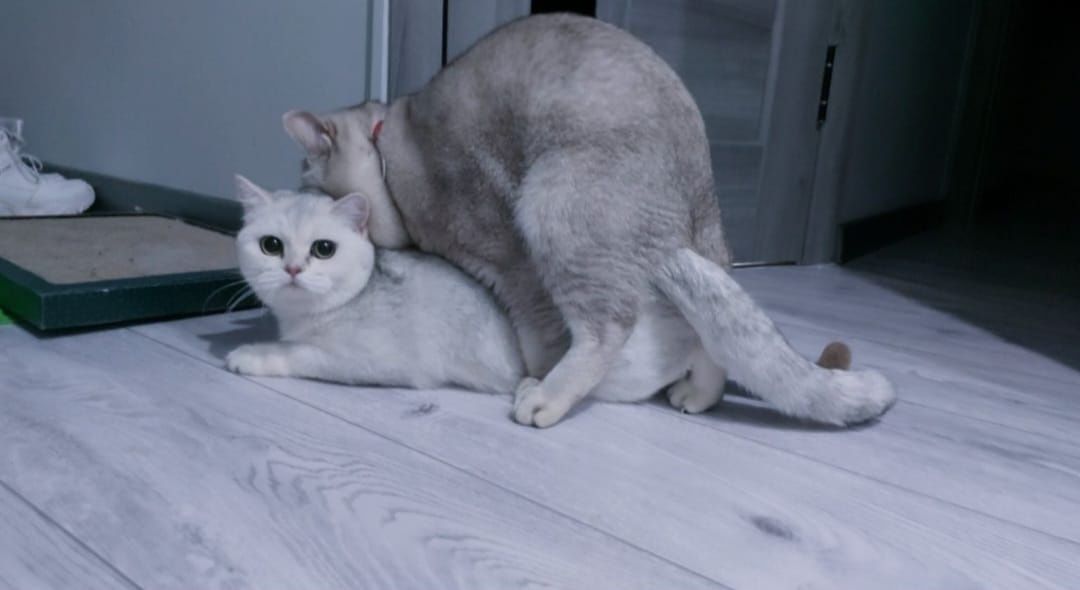 Шиншилла, прямоухий кот . ВЯЗКА