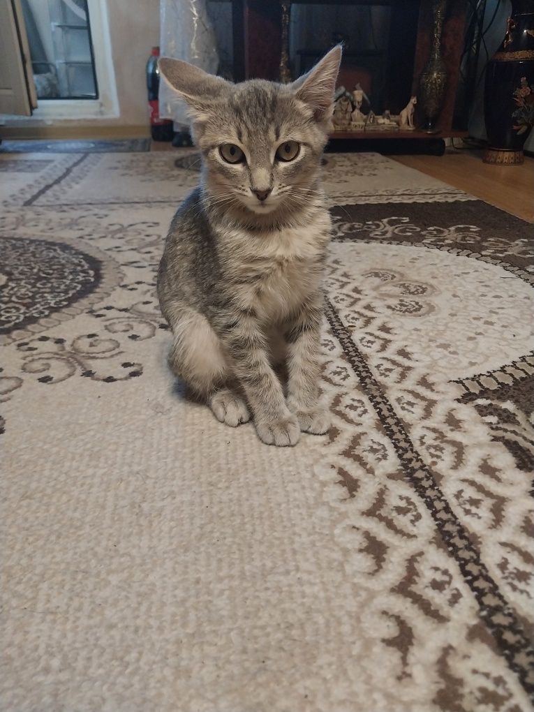 Котенок малыш мальчик