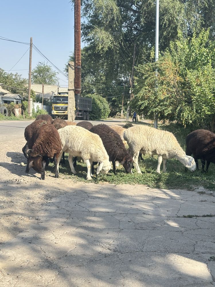 Продам жирных баран !