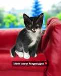 Котенок в добрые и любящие ручки
