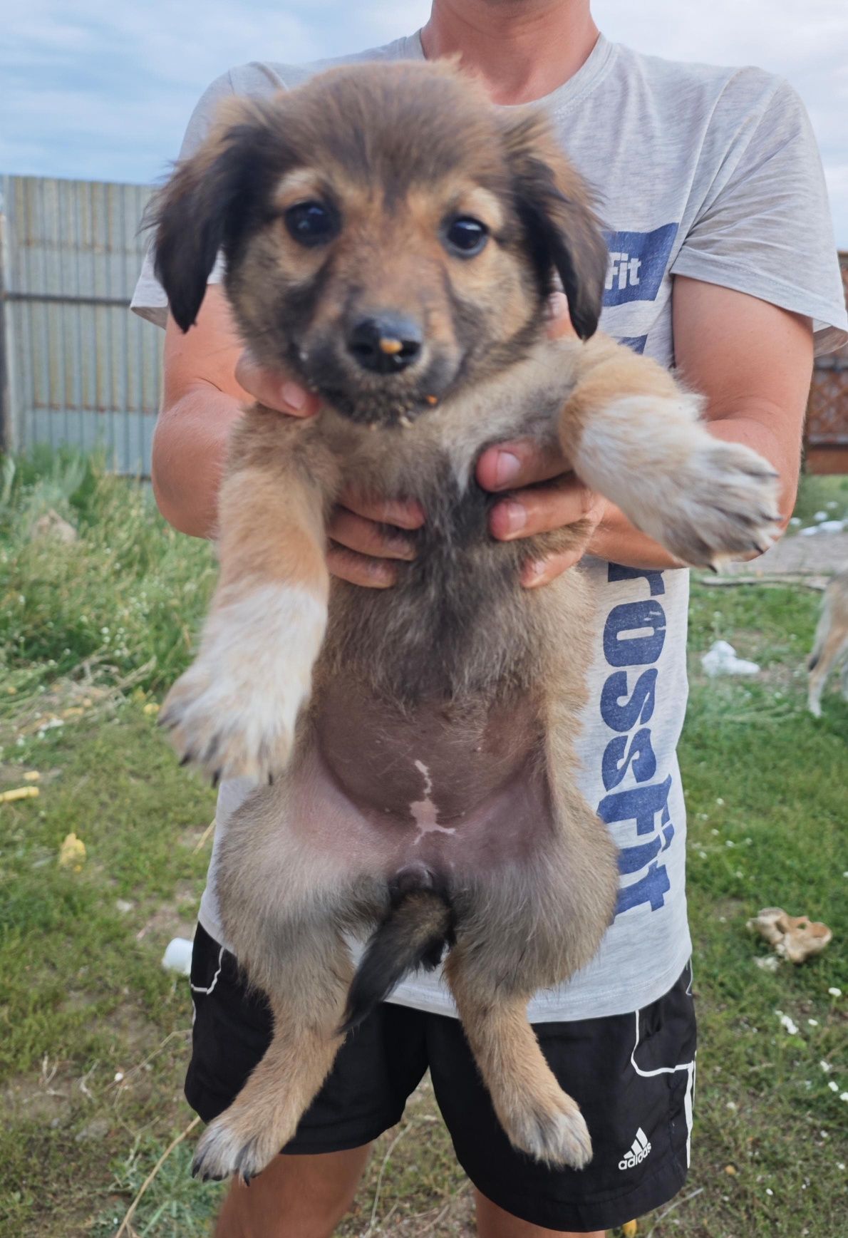 Щенки бесплатно в надёжные руки