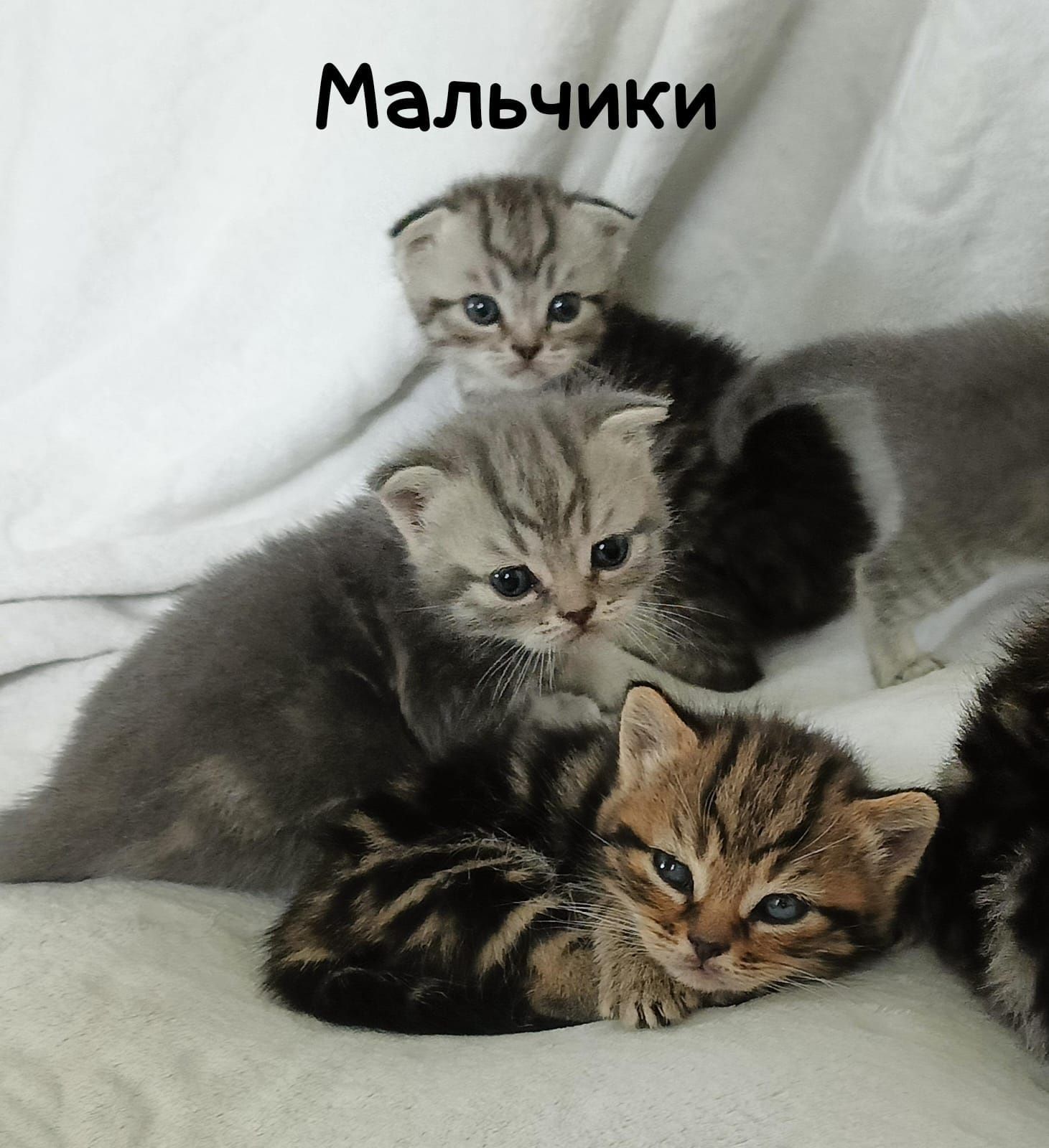 Продам шотландских котят