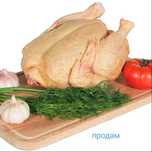 Продам мясо индейки . бройлера