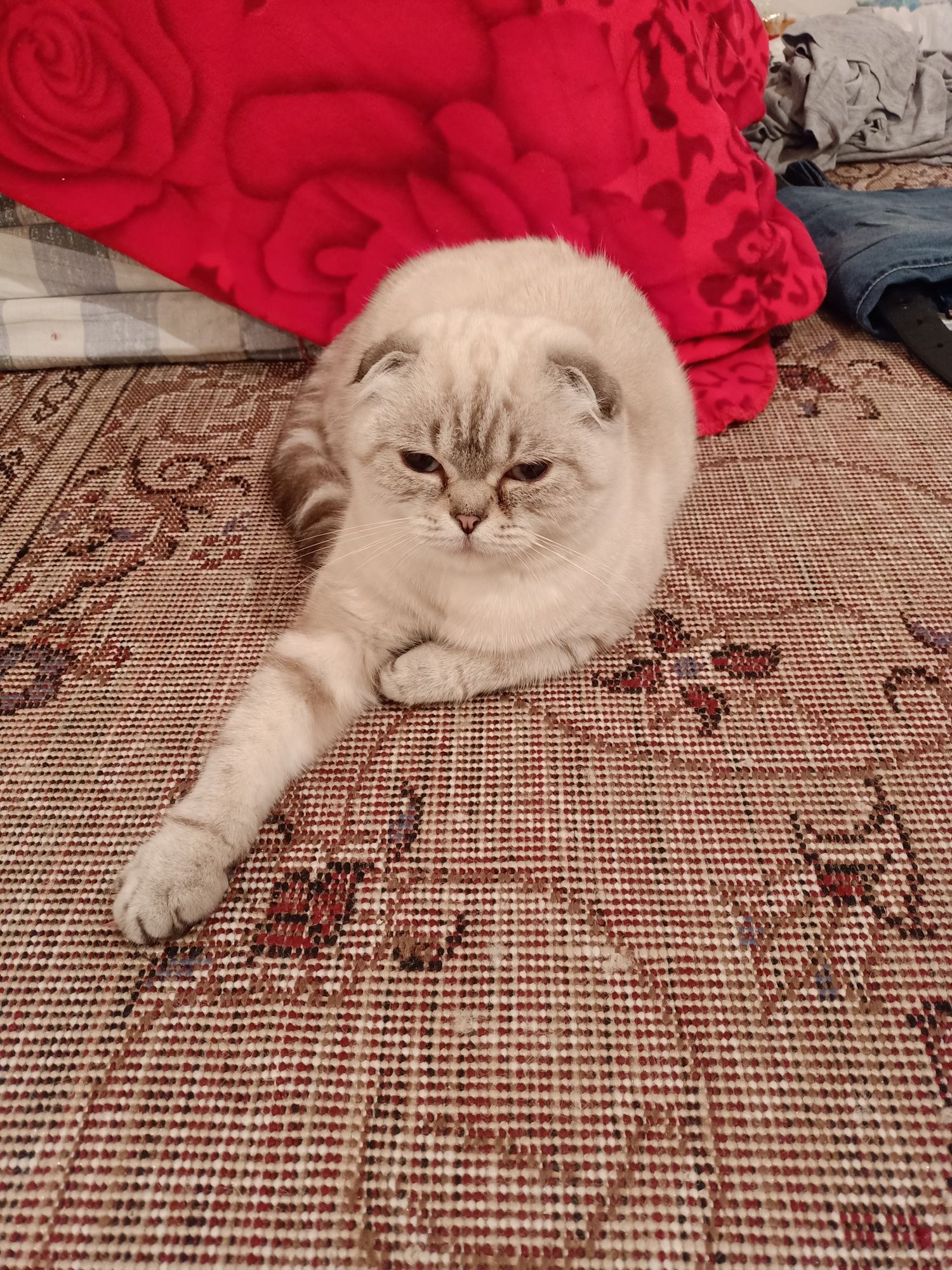 Продам кошку шотландские вислоухие