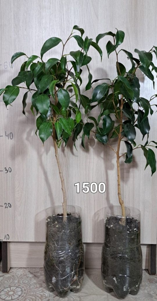 Цветы комнатные продам