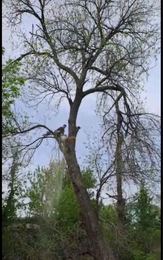Спил, сруп деревьев любой сложности, обрежка, ағаш кесеміз букіл турін