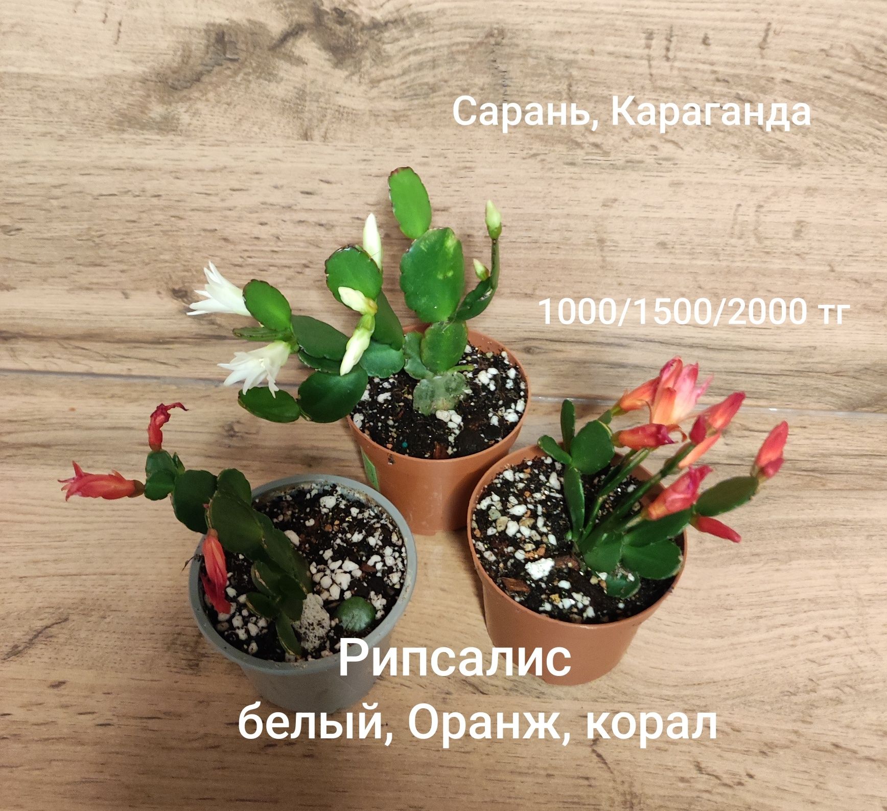 Мурайя,Цикламен,рипсалис