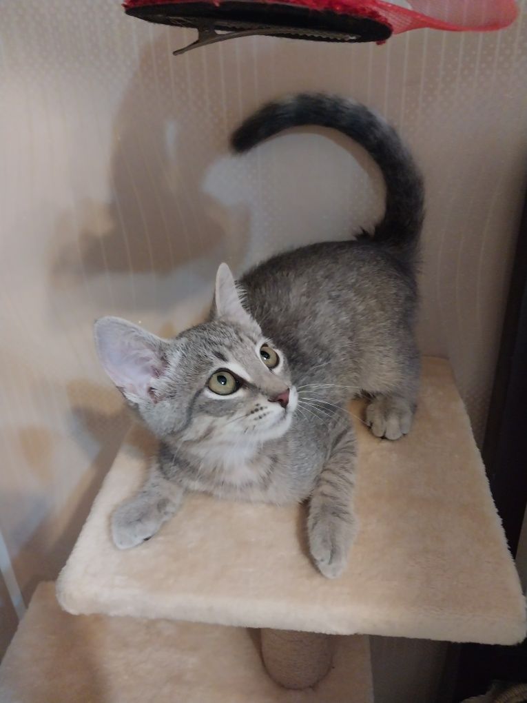 Котенок малыш мальчик