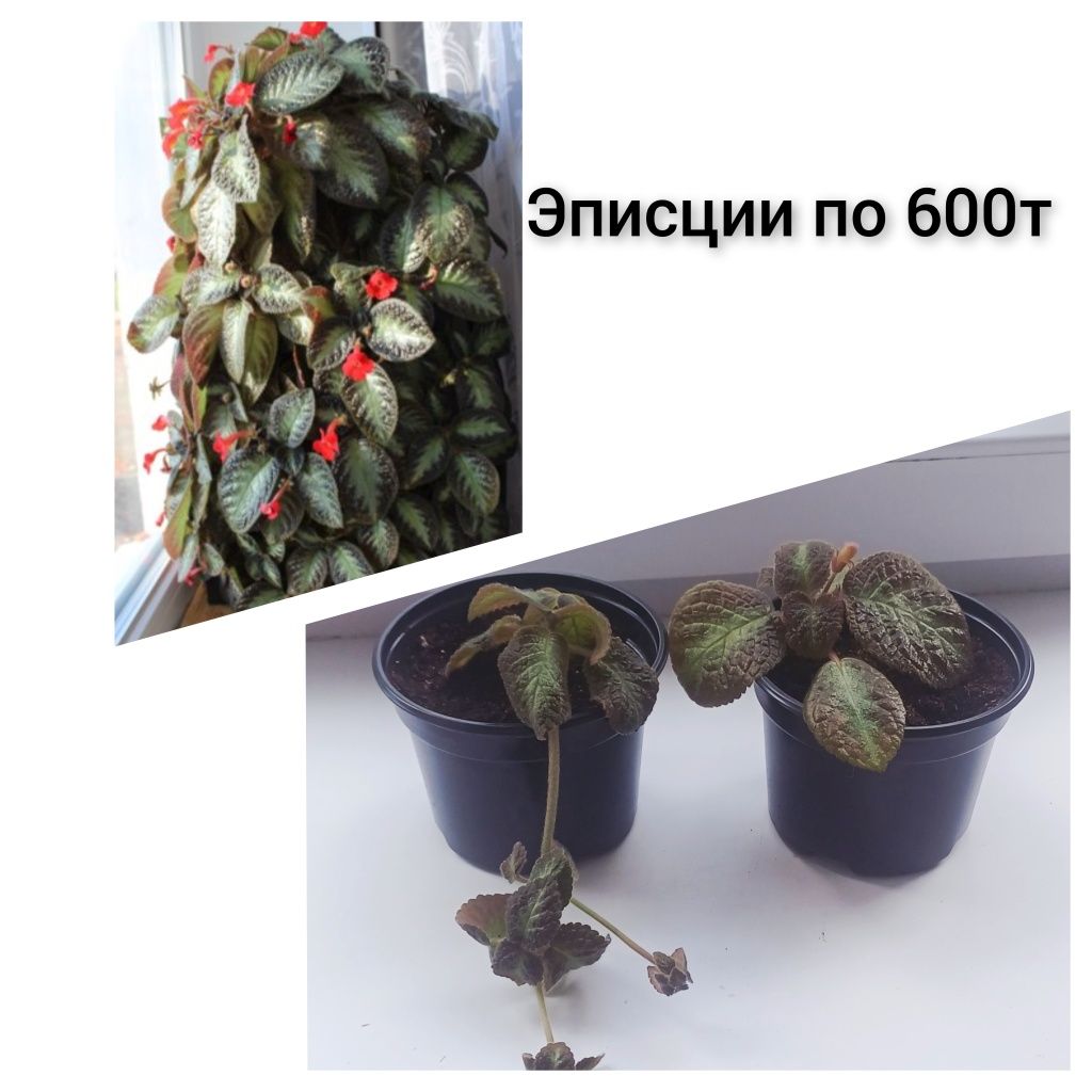Продам цветы разные