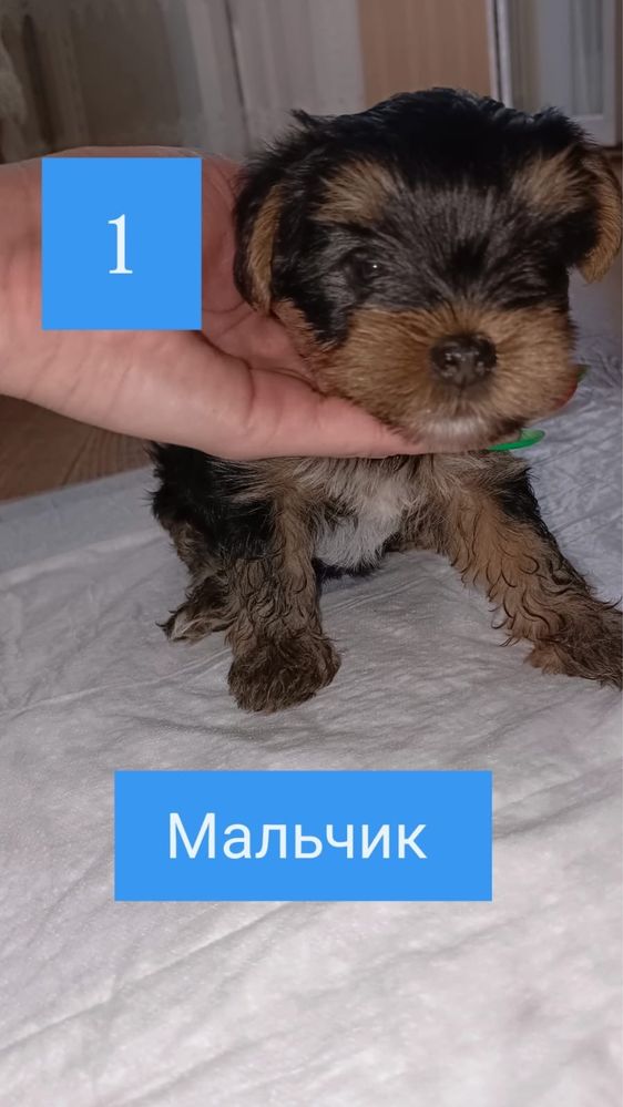 Щенки Ийоркширский терьер