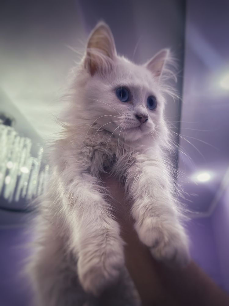 Снежный котенок (Мейнкун)