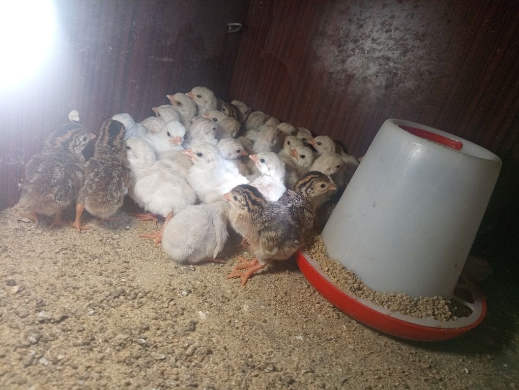 Цисарка балапан цисарка балапан
