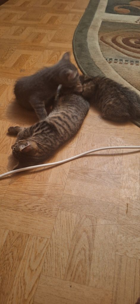Отдам котёнок в добрые руки