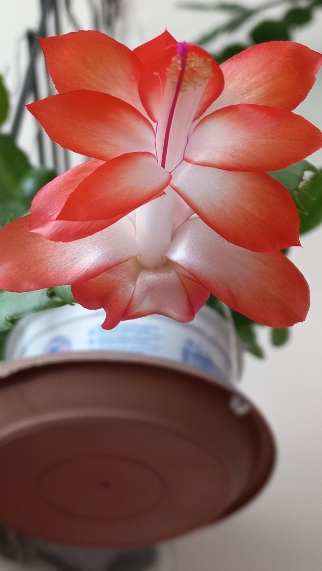 Кактус . золотой Ус.