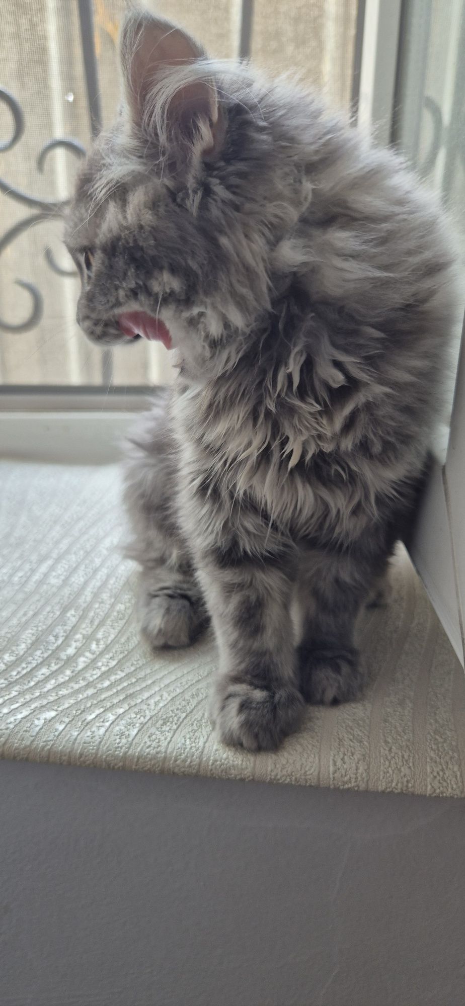 Скоттиш страйт прямоухий