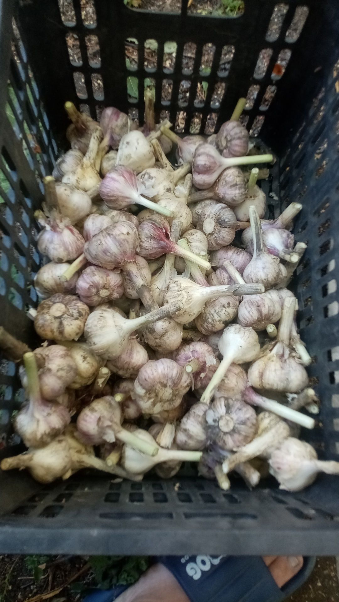 Продам чеснок домашний