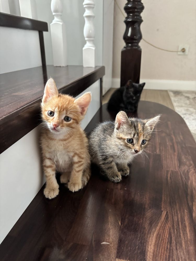 Отдам котят в добрые руки
