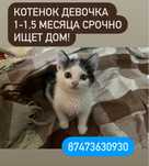 Котята ищут дом!