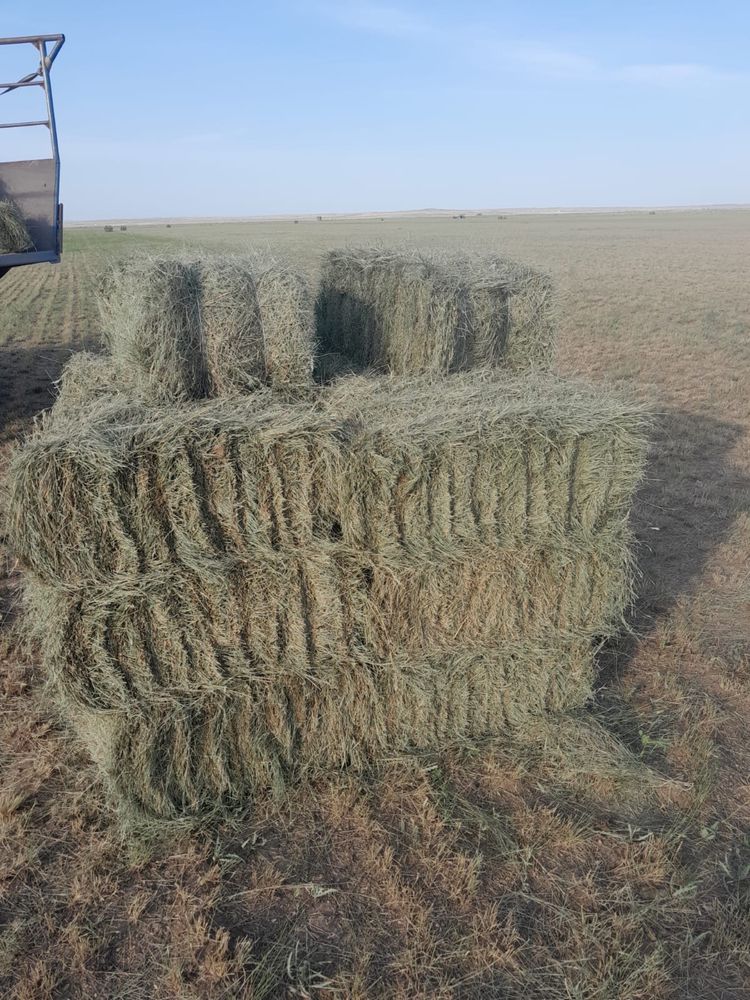 Продается сено в тюках, 900 тенге