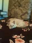 Котята с голубыми глазками
