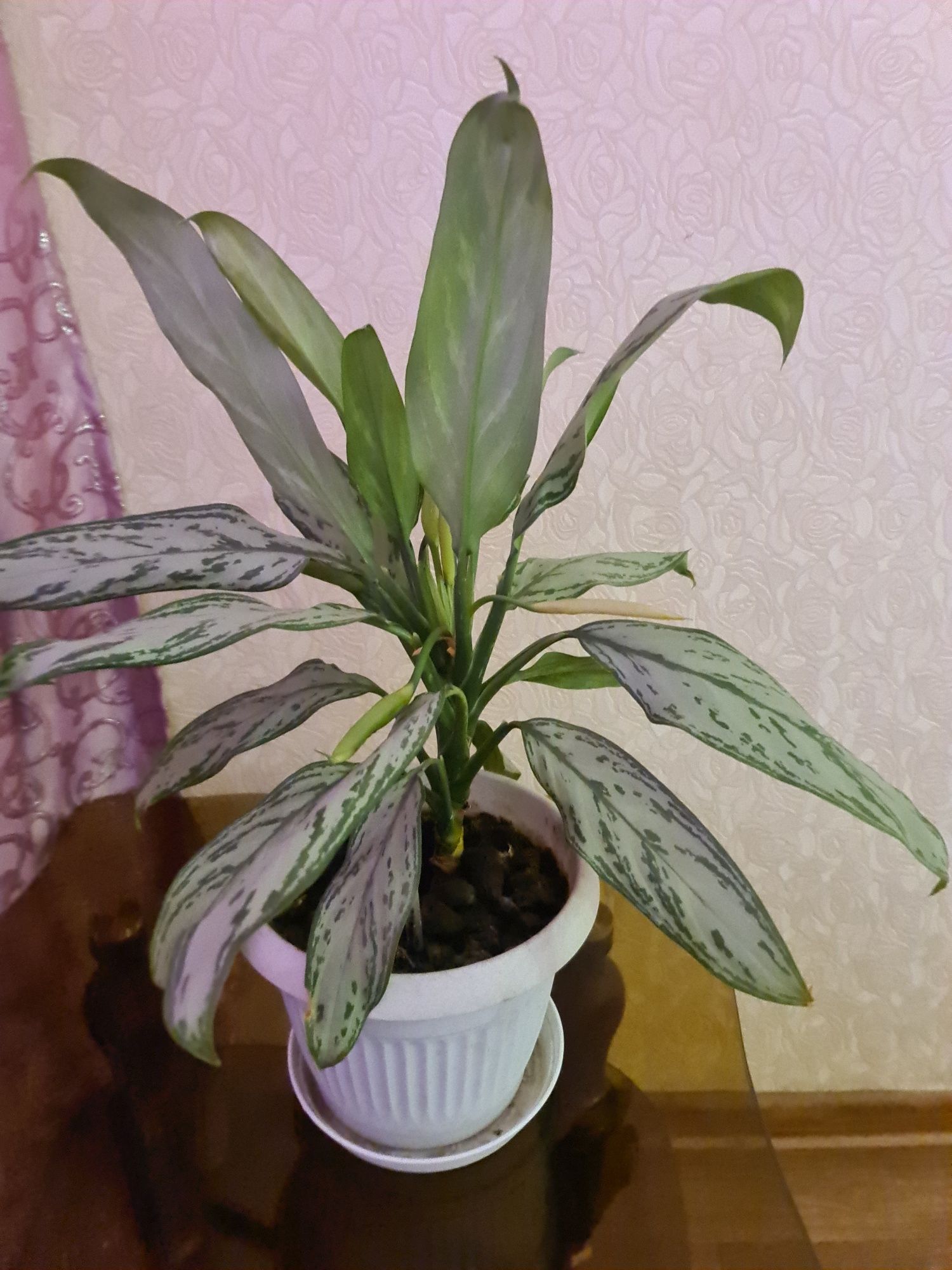 Продам Комнатные цветы