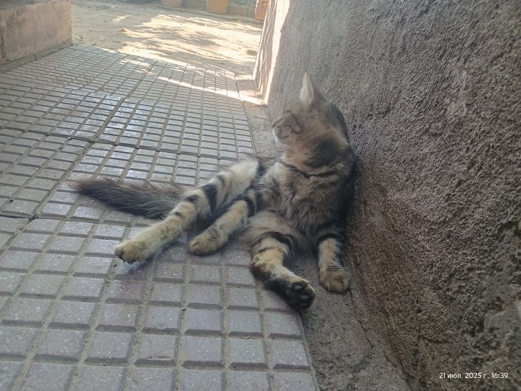Отдаем котов в добрые руки!