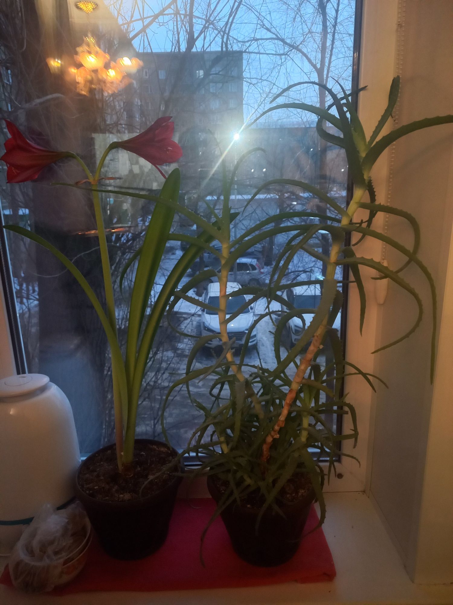 Продам цветы и алое