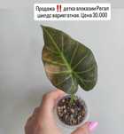Комнатные растения Алоказия