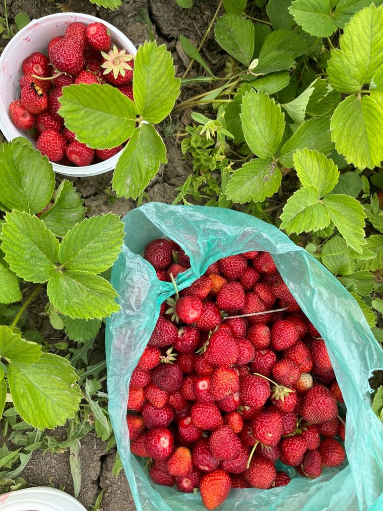 Продам дачу с времянкой. 6 соток.