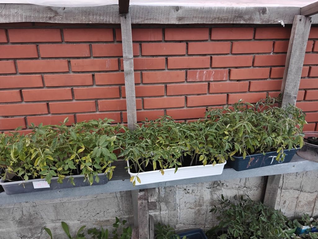 Продам рассаду .