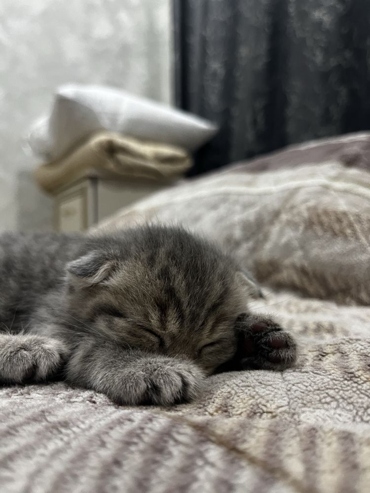 Британские котята