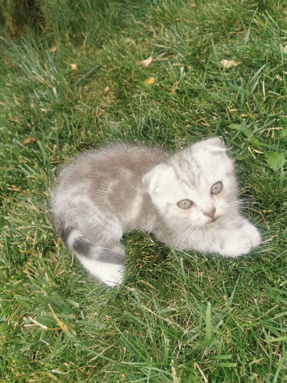 Скоттиш фолд мальчики