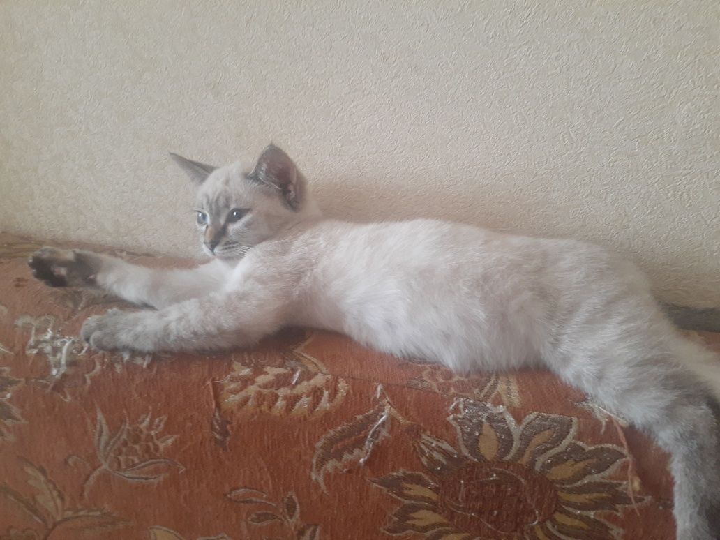 Отдам котенка (девочка)