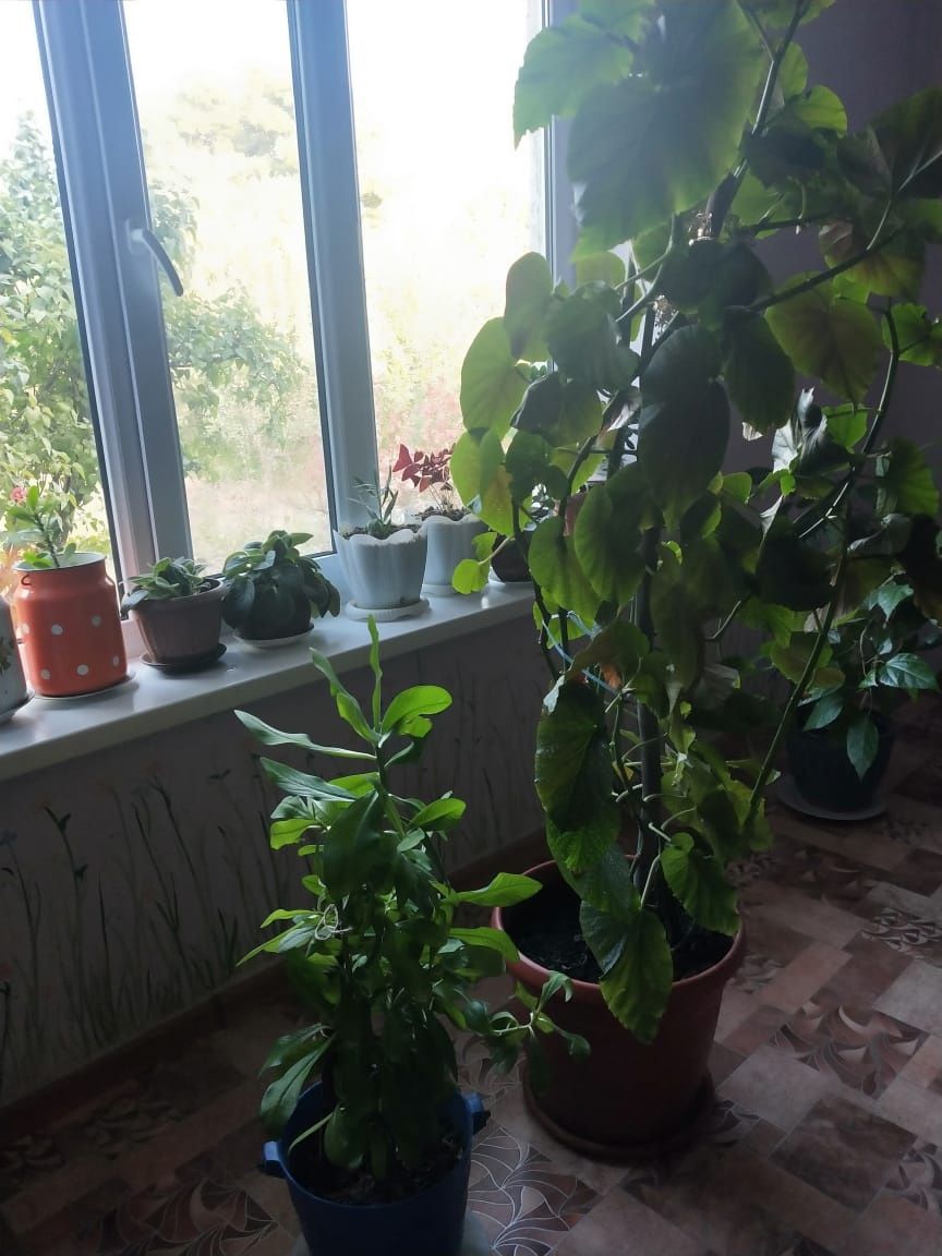 Цветы комнатные продаю