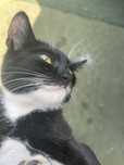 Котёнок мальчик