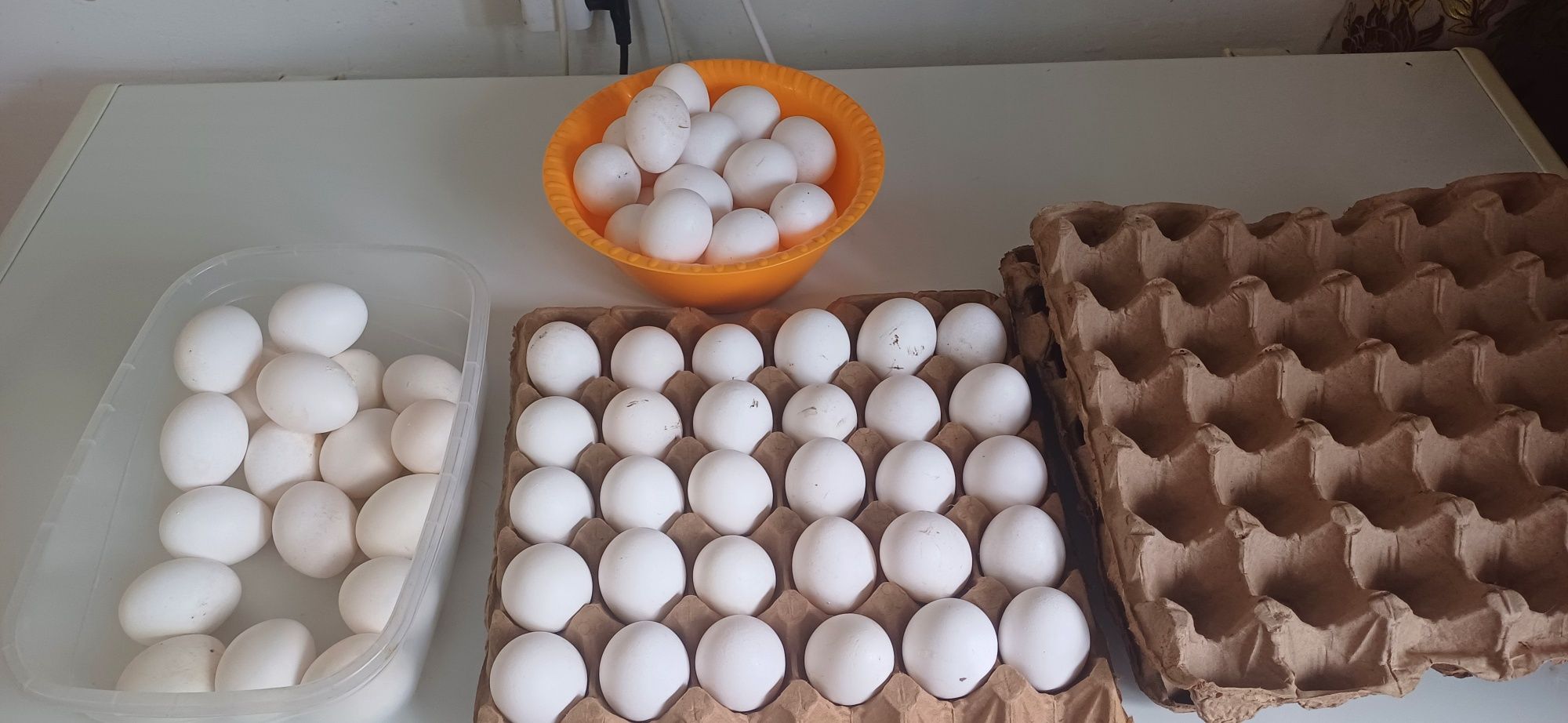 Продам домашние яйца
