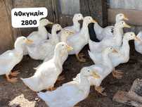 Утята гусята продам