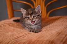 Котёнок (девочка)
